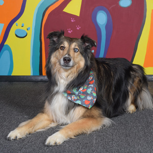 Fundraising Page: Monica Shelton